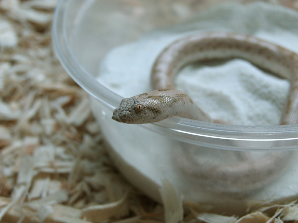 sand boa a