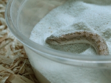 sand boa b