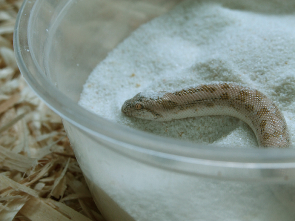 sand boa b