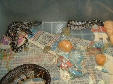 Viper boa bearing 3