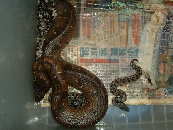 Viper boa bearing 4