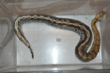male