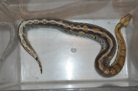 male