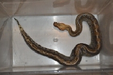 female