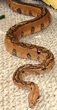 Full Stripe Red Pastel F2