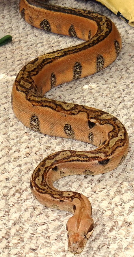 Full Stripe Red Pastel F2