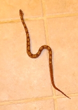 Hypo MotleyM2