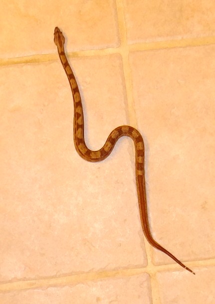 Hypo MotleyM2