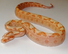 Sunglow Motley F1
