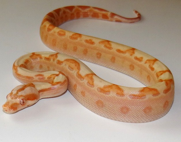 Sunglow Motley F1