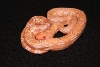 1.0 Sharp Bloody Albino