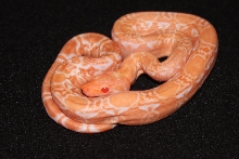 Male Sharp Bloody Albino