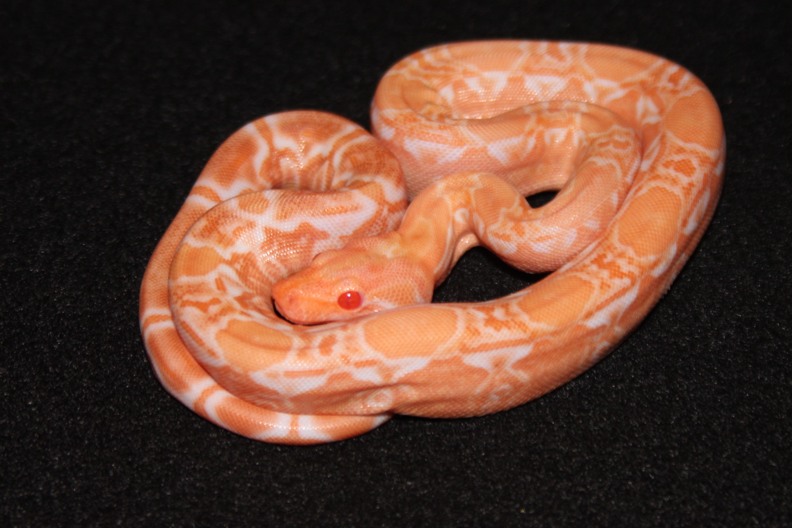 Male Sharp Bloody Albino