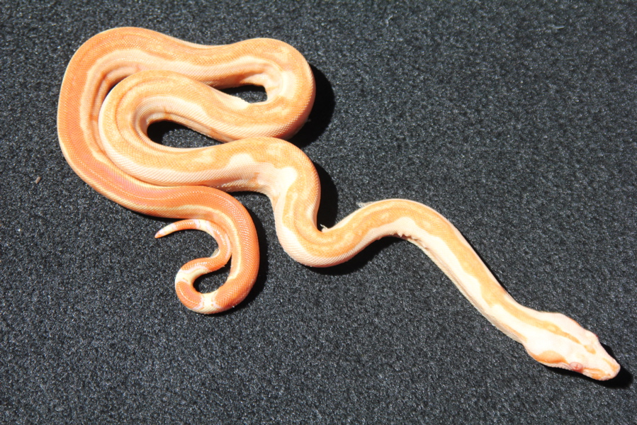 What a Stripe!