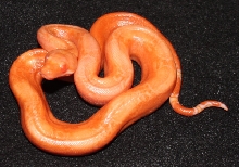 Sharp Bloody Sunglow 3