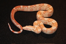 1.0 Sharp Albino