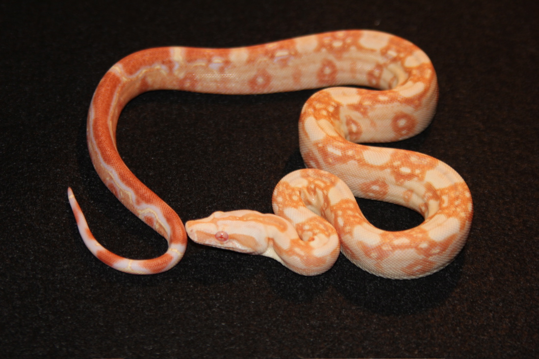 1.0 Sharp Albino