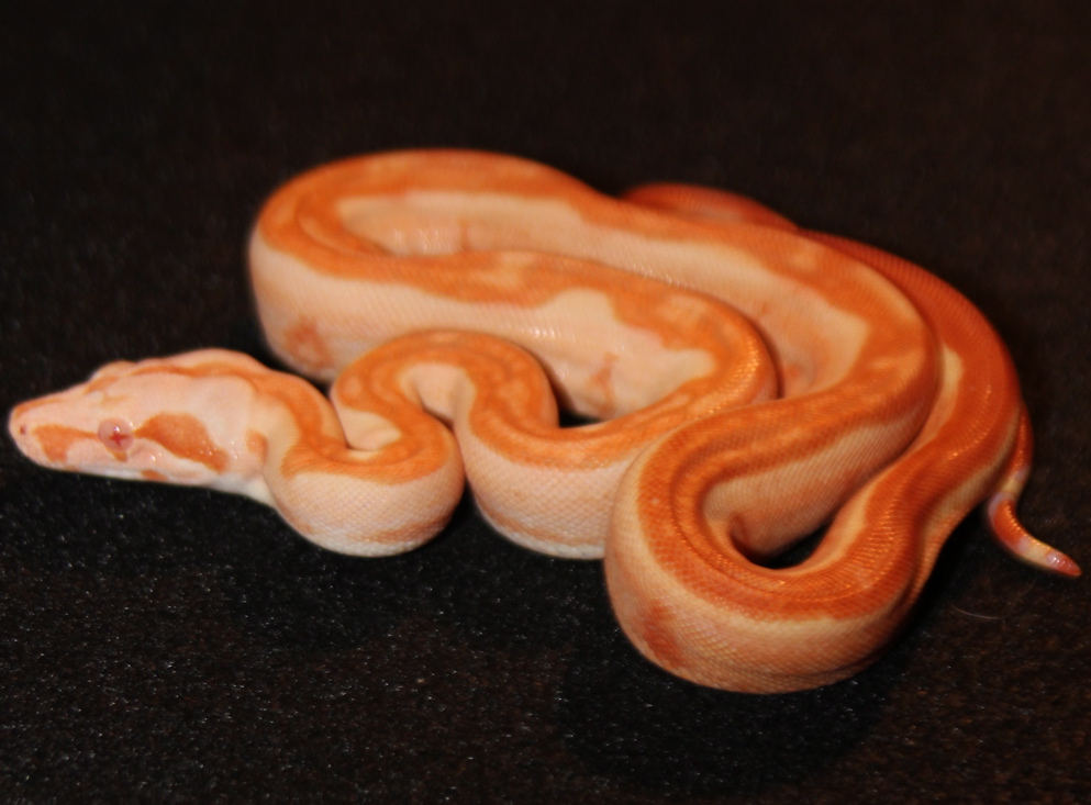1.0 Sharp Sunglow