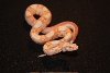 0.1 Sharp Albino