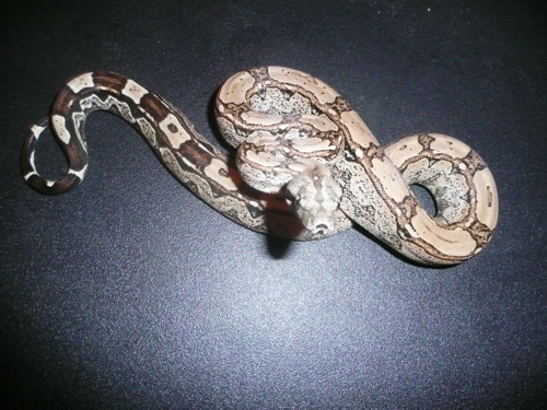 Arabesque