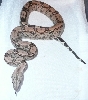 Arabesque 2