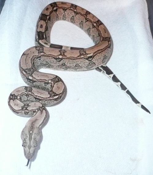 Arabesque 2