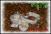 Albino Boa