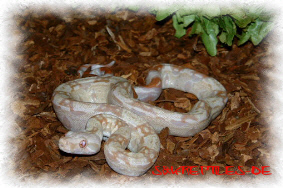 Albino Boa