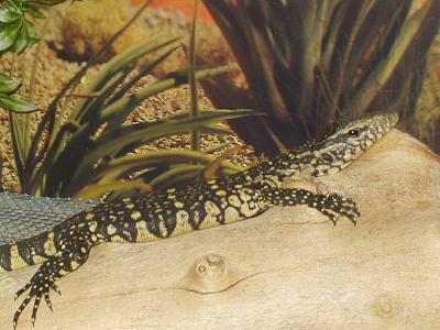 baby ornate nile