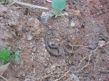 Identify this snake please?