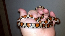 Linn Co. KS L. t. syspila