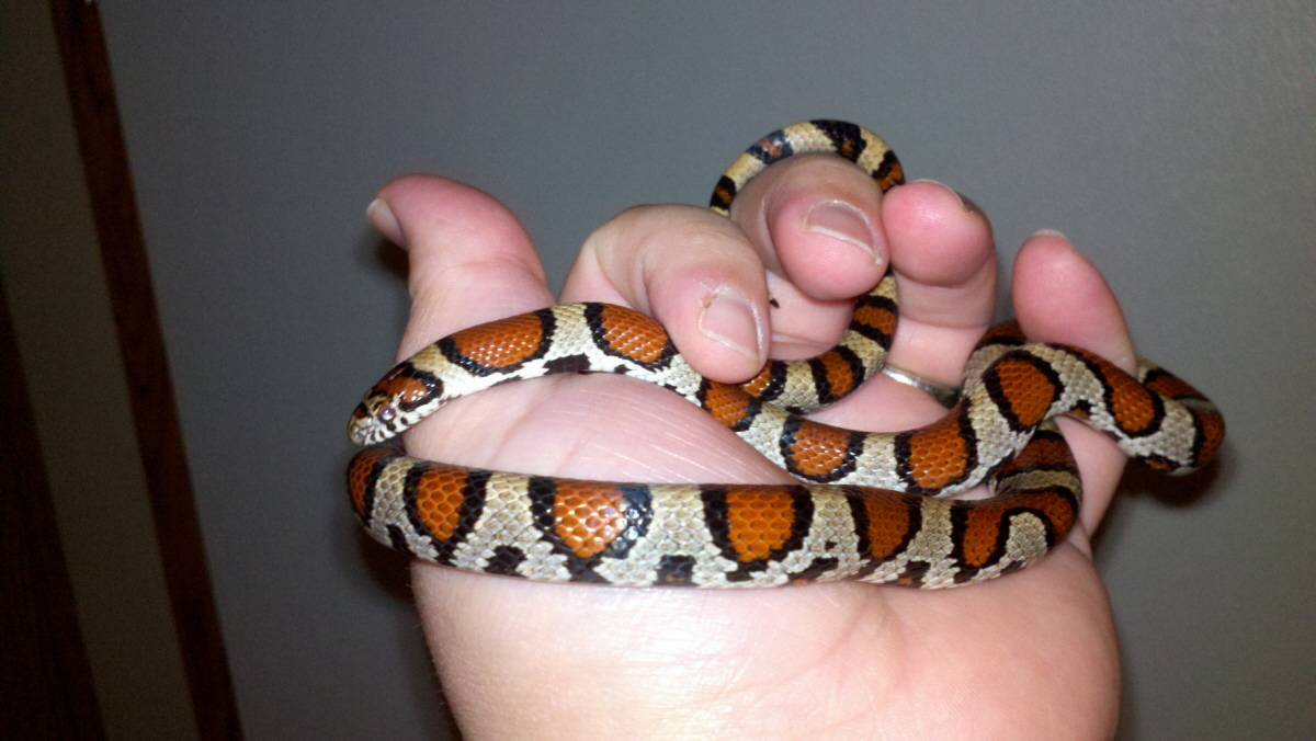 Linn Co. KS L. t. syspila