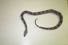 Peruvian X Colombian Red tail Boa