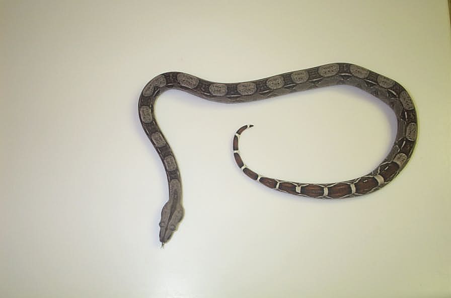 Peruvian X Colombian Red tail Boa