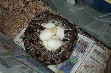 my first clutch