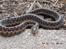 What kind of snake is this?