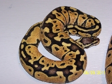 Pastel