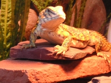 bubba