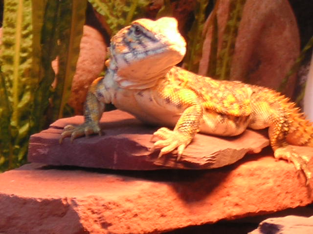 bubba
