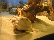 my chowder