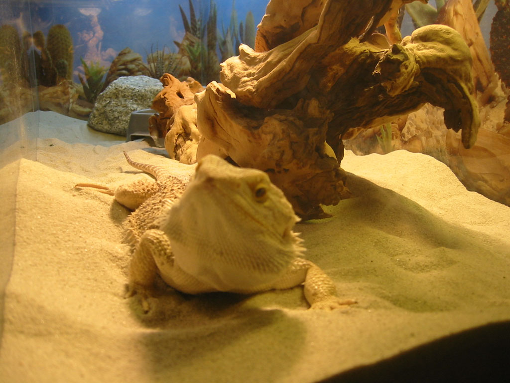 my chowder