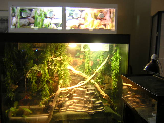 lizard condo