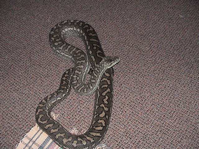 carpet