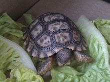 What kind of tortoise?