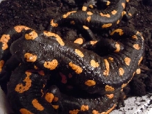 Fire Salamander!