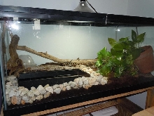 Garter Snake Terrarium