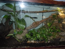 Day Gecko Terrarium