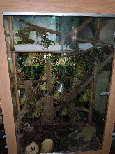 Crested Gecko Terrarium