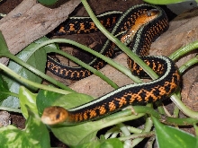 Cali. Red-Sided Garter Snakes