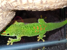 Giant Day Gecko